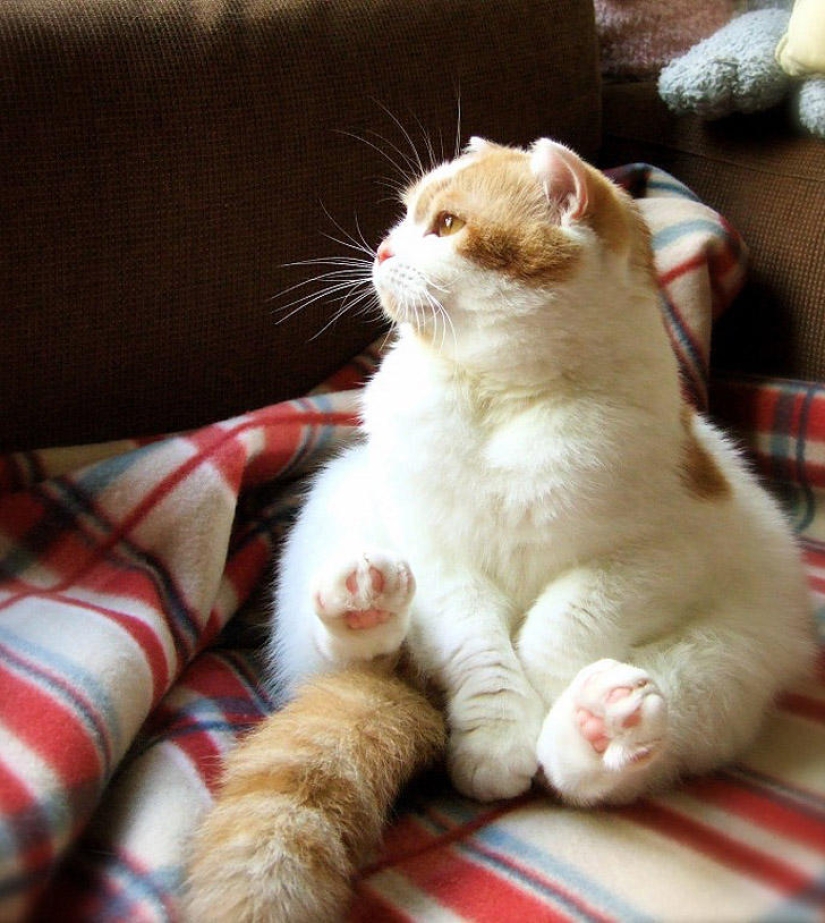 22 fat cats that are guaranteed to cheer you up 22 fat cats that are guaranteed to cheer you up