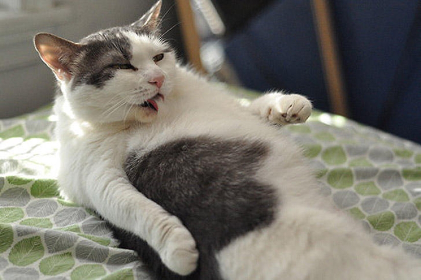 22 fat cats that are guaranteed to cheer you up 22 fat cats that are guaranteed to cheer you up