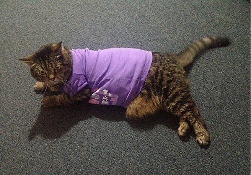22 fat cats that are guaranteed to cheer you up 22 fat cats that are guaranteed to cheer you up