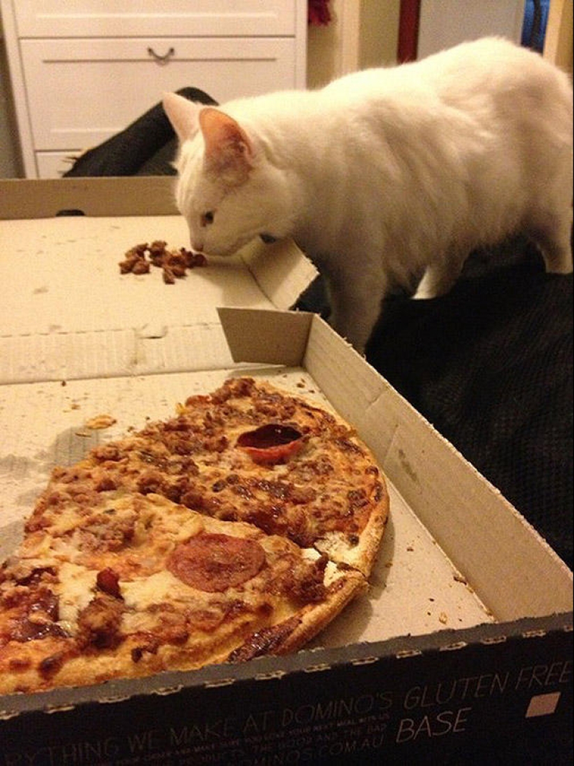 22 fat cats that are guaranteed to cheer you up 22 fat cats that are guaranteed to cheer you up