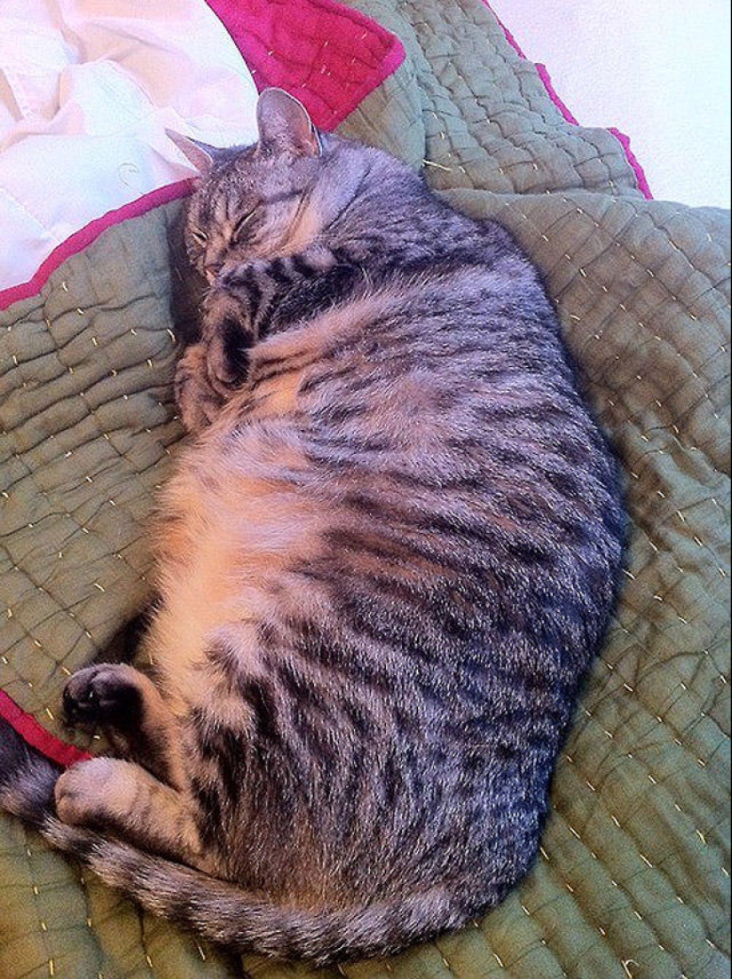 22 fat cats that are guaranteed to cheer you up 22 fat cats that are guaranteed to cheer you up