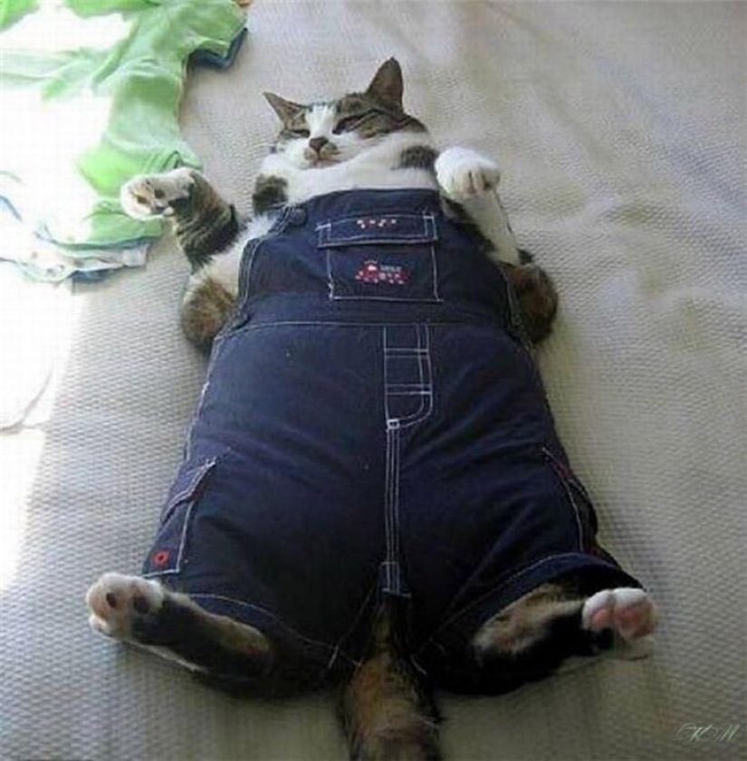 22 fat cats that are guaranteed to cheer you up 22 fat cats that are guaranteed to cheer you up