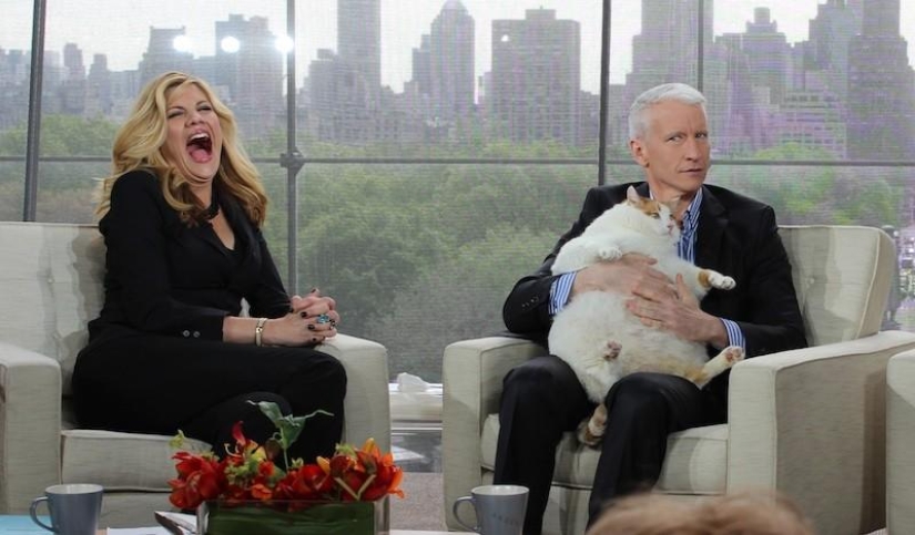 22 fat cats that are guaranteed to cheer you up 22 fat cats that are guaranteed to cheer you up