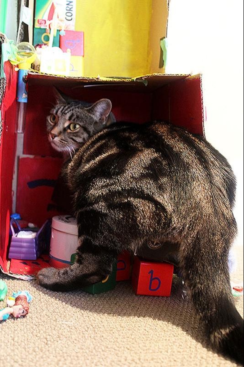 22 fat cats that are guaranteed to cheer you up 22 fat cats that are guaranteed to cheer you up