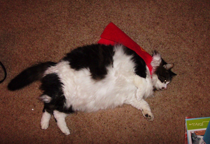 22 fat cats that are guaranteed to cheer you up 22 fat cats that are guaranteed to cheer you up