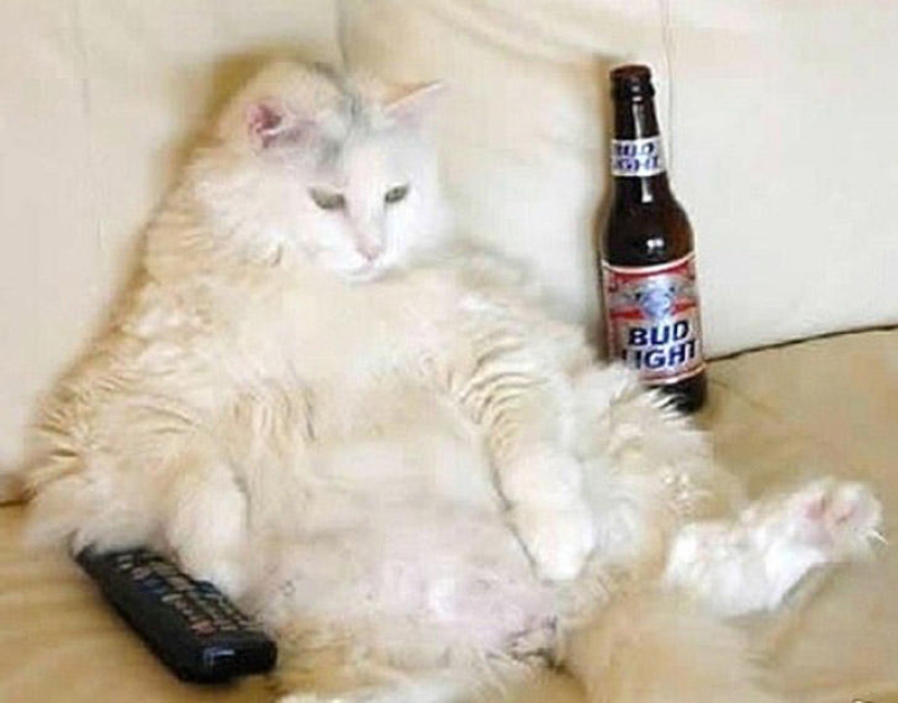 22 fat cats that are guaranteed to cheer you up 22 fat cats that are guaranteed to cheer you up