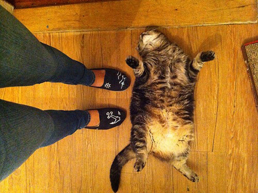 22 fat cats that are guaranteed to cheer you up 22 fat cats that are guaranteed to cheer you up