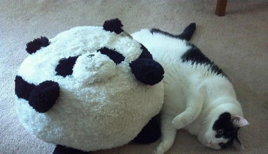 22 fat cats that are guaranteed to cheer you up 22 fat cats that are guaranteed to cheer you up
