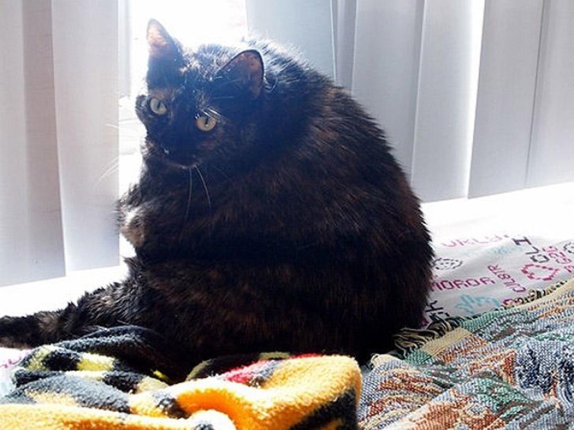 22 fat cats that are guaranteed to cheer you up 22 fat cats that are guaranteed to cheer you up