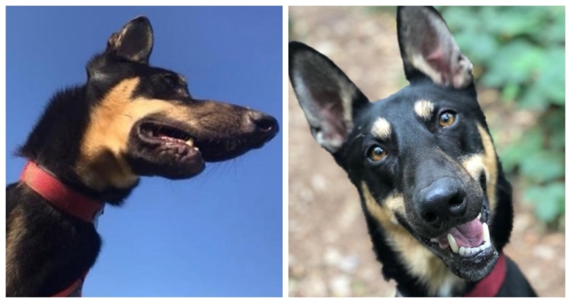 22 fotos de animales antes y después de que las personas los abrigaran