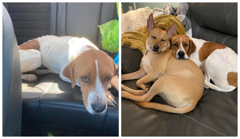 22 fotos de animales antes y después de que las personas los abrigaran