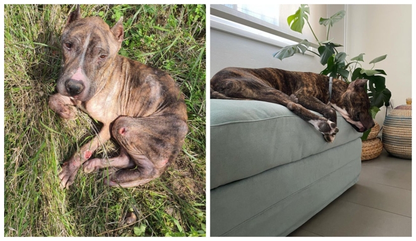 22 fotos de animales antes y después de que las personas los abrigaran