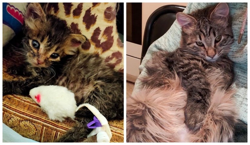 22 fotos de animales antes y después de que las personas los abrigaran