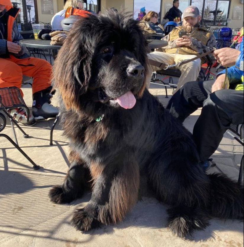 22 fotos de animales muy grandes que han olvidado que son grandes 22 fotos de animales muy grandes que han olvidado que son grandes