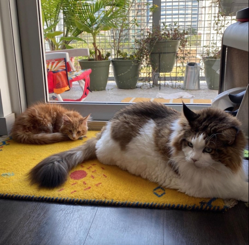 22 fotos de animales muy grandes que han olvidado que son grandes 22 fotos de animales muy grandes que han olvidado que son grandes