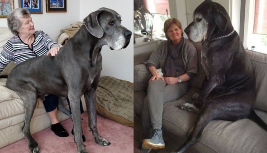 22 fotos de animales muy grandes que han olvidado que son grandes 22 fotos de animales muy grandes que han olvidado que son grandes