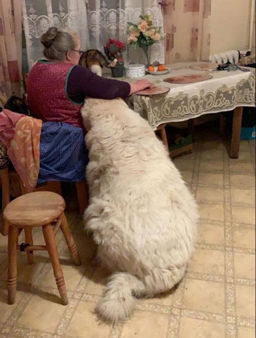 22 fotos de cosas enormes que prueban que todo es conocido en comparación 22 fotos de cosas enormes que prueban que todo es conocido en comparación