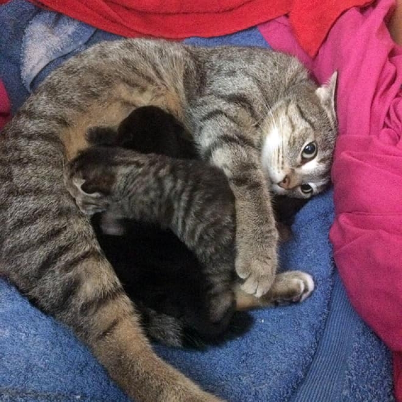 22 fotos divertidas de gatos de la web que se convirtieron en ilustraciones de dibujos animados