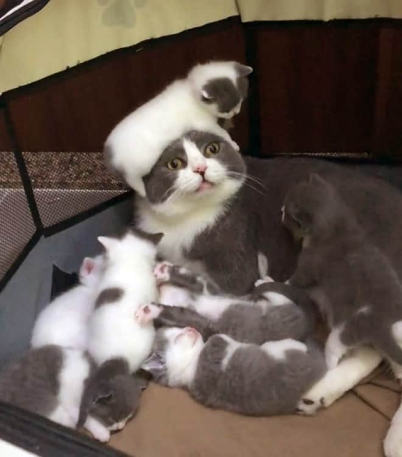 22 fotos divertidas de gatos de la web que se convirtieron en ilustraciones de dibujos animados