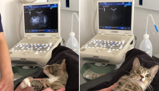 22 fotos divertidas de bebés con caras de adultos llamativas