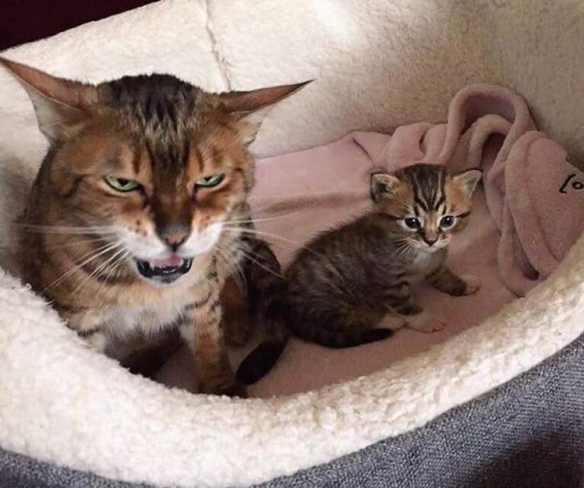 22 fotos divertidas de gatos de la web que se convirtieron en ilustraciones de dibujos animados