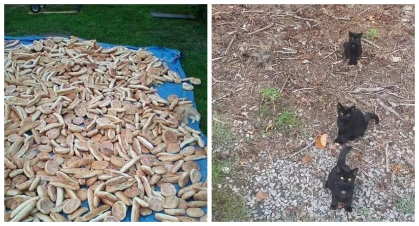 22 fotos donde se escondieron los animales, pero no los encontrarás