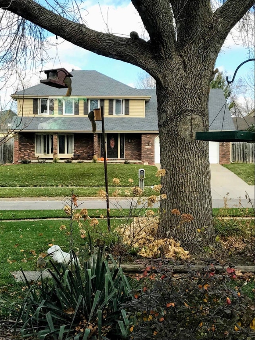 22 fotos donde se escondieron los animales, pero no los encontrarás