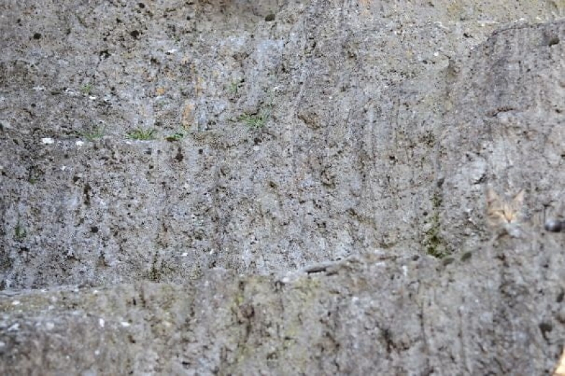 22 fotos donde se escondieron los animales, pero no los encontrarás