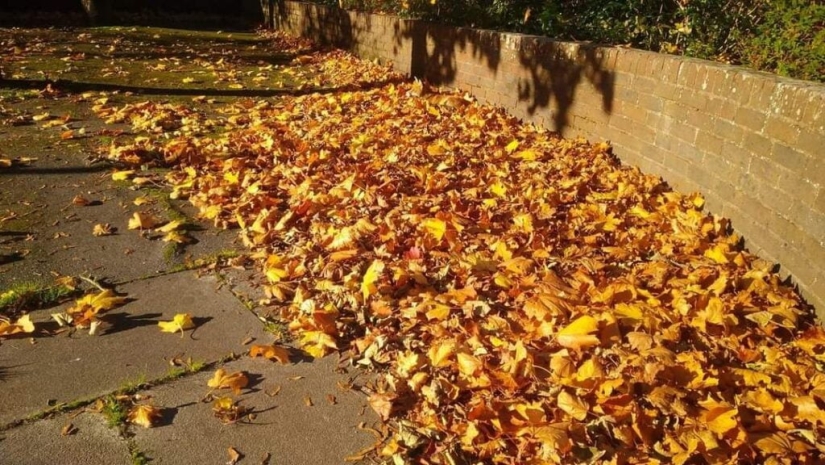 22 fotos donde se escondieron los animales, pero no los encontrarás