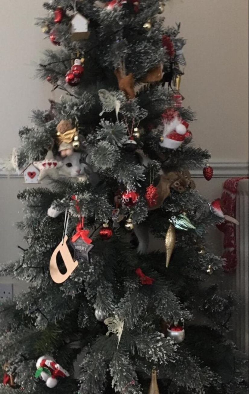 22 fotos donde se escondieron los animales, pero no los encontrarás