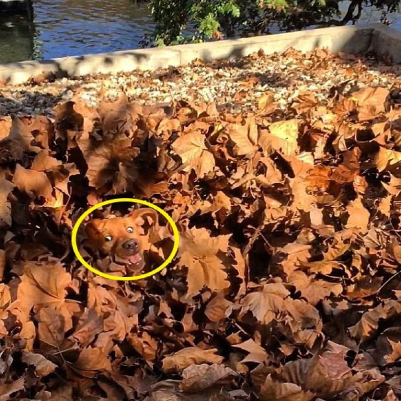 22 fotos donde se escondieron los animales, pero no los encontrarás