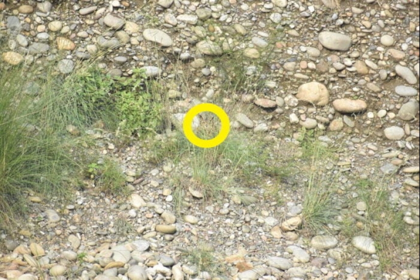 22 fotos donde se escondieron los animales, pero no los encontrarás