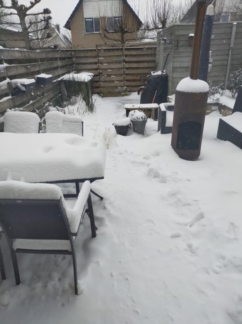 22 fotos donde se escondieron los animales, pero no los encontrarás