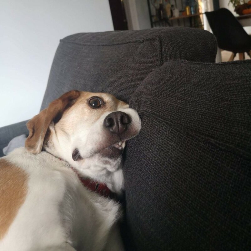 22 fotos extrañas y divertidas con perros 22 fotos extrañas y divertidas con perros