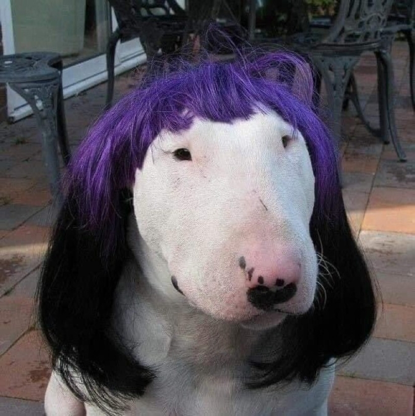22 fotos extrañas y divertidas con perros 22 fotos extrañas y divertidas con perros