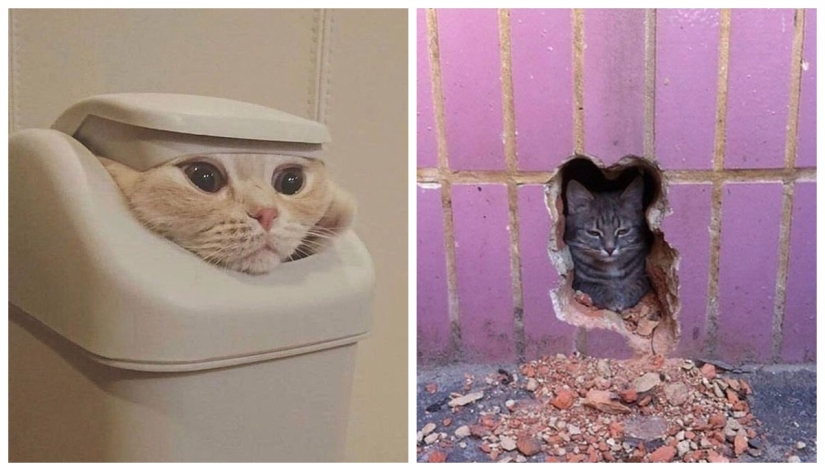 22 fotos hilarantes de gatos que se comportan bien, tan extraño 22 fotos hilarantes de gatos que se comportan bien, tan extraño