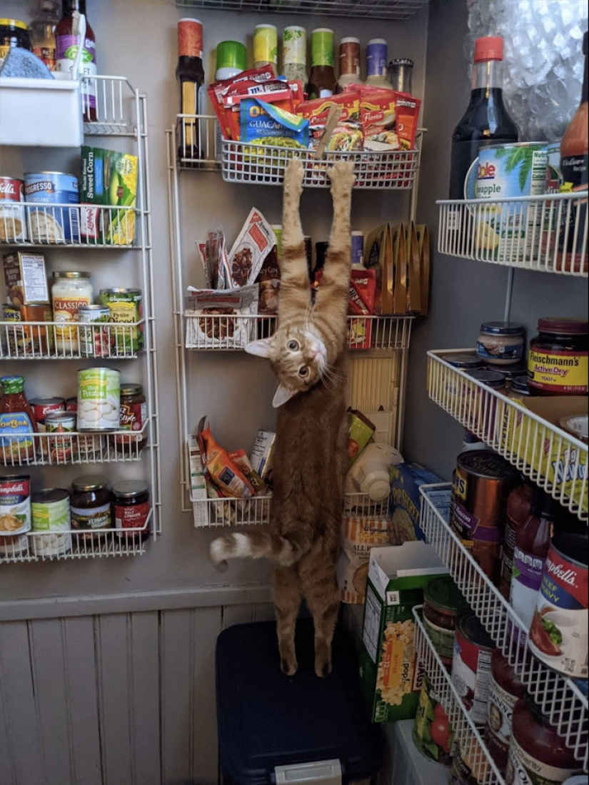 22 fotos hilarantes de gatos que se comportan bien, tan extraño 22 fotos hilarantes de gatos que se comportan bien, tan extraño