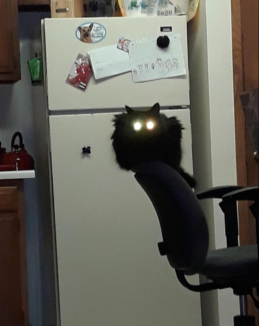 22 fotos hilarantes de gatos que se comportan bien, tan extraño 22 fotos hilarantes de gatos que se comportan bien, tan extraño