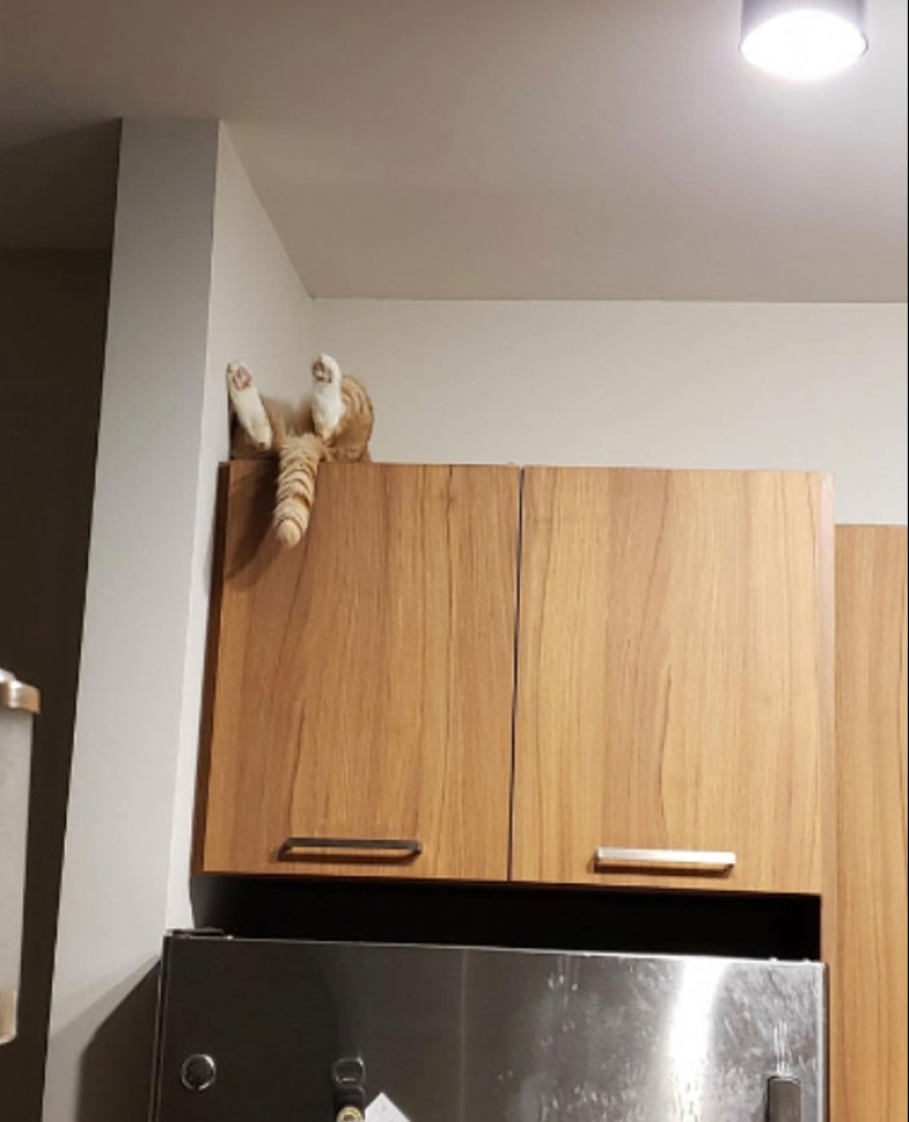 22 fotos hilarantes de gatos que se comportan bien, tan extraño 22 fotos hilarantes de gatos que se comportan bien, tan extraño