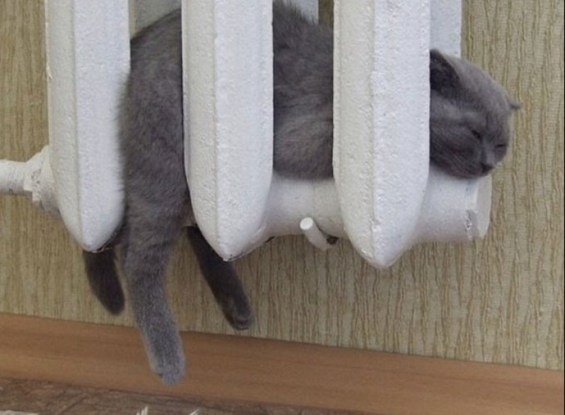 22 fotos hilarantes de gatos que se comportan bien, tan extraño 22 fotos hilarantes de gatos que se comportan bien, tan extraño