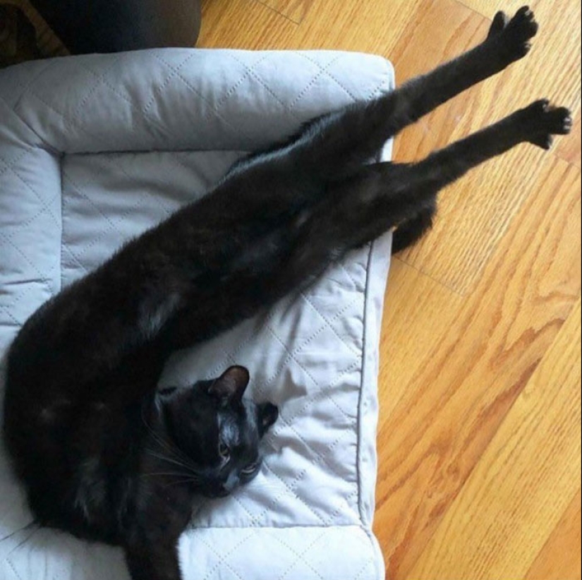 22 fotos hilarantes de gatos que se comportan bien, tan extraño 22 fotos hilarantes de gatos que se comportan bien, tan extraño