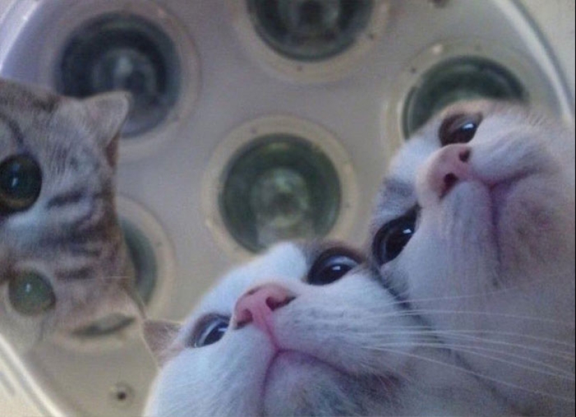 22 fotos hilarantes de gatos que se comportan bien, tan extraño 22 fotos hilarantes de gatos que se comportan bien, tan extraño