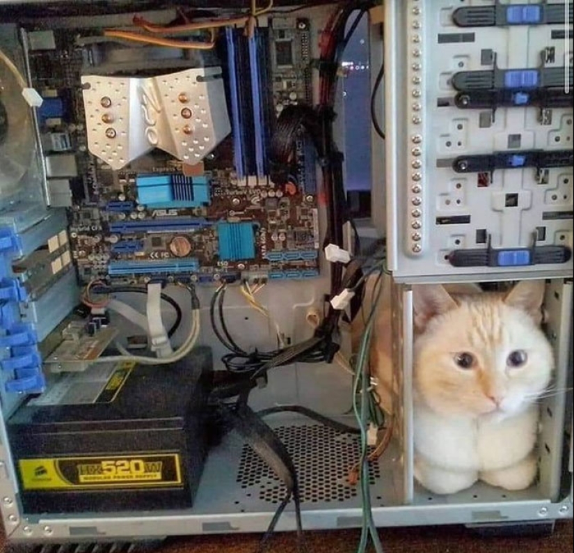 22 fotos hilarantes de gatos que se comportan bien, tan extraño 22 fotos hilarantes de gatos que se comportan bien, tan extraño