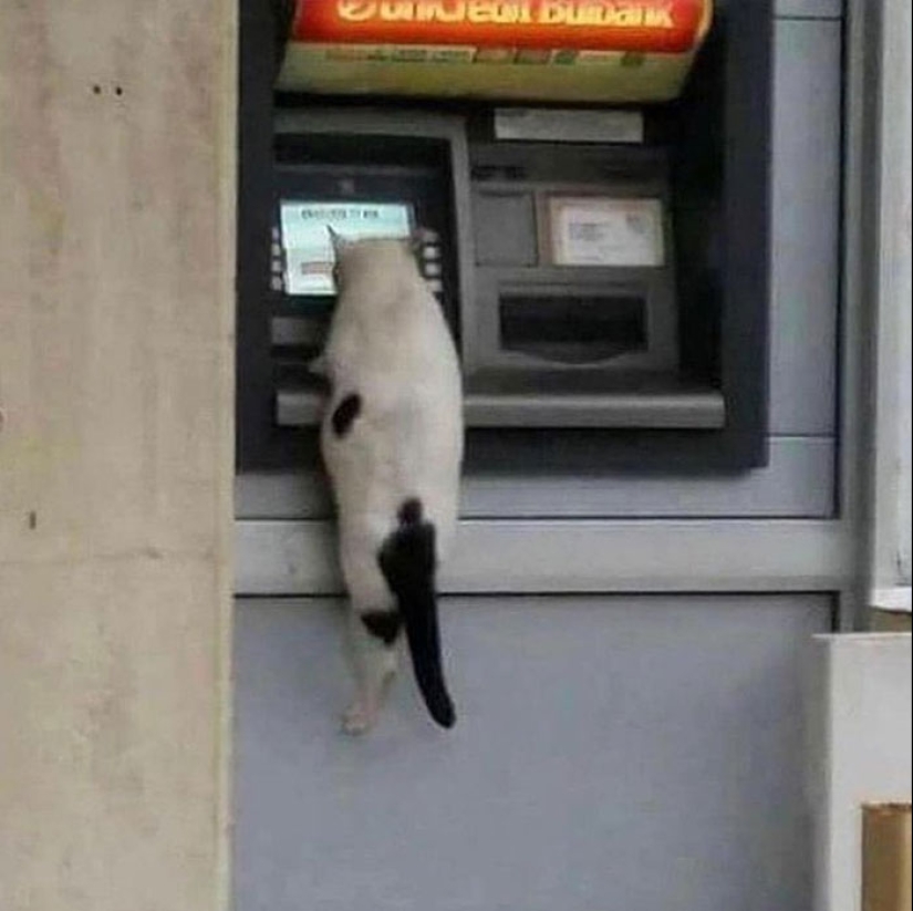 22 fotos hilarantes de gatos que se comportan bien, tan extraño 22 fotos hilarantes de gatos que se comportan bien, tan extraño
