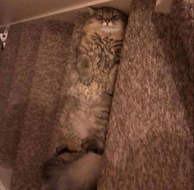 22 fotos hilarantes de gatos que se comportan bien, tan extraño 22 fotos hilarantes de gatos que se comportan bien, tan extraño