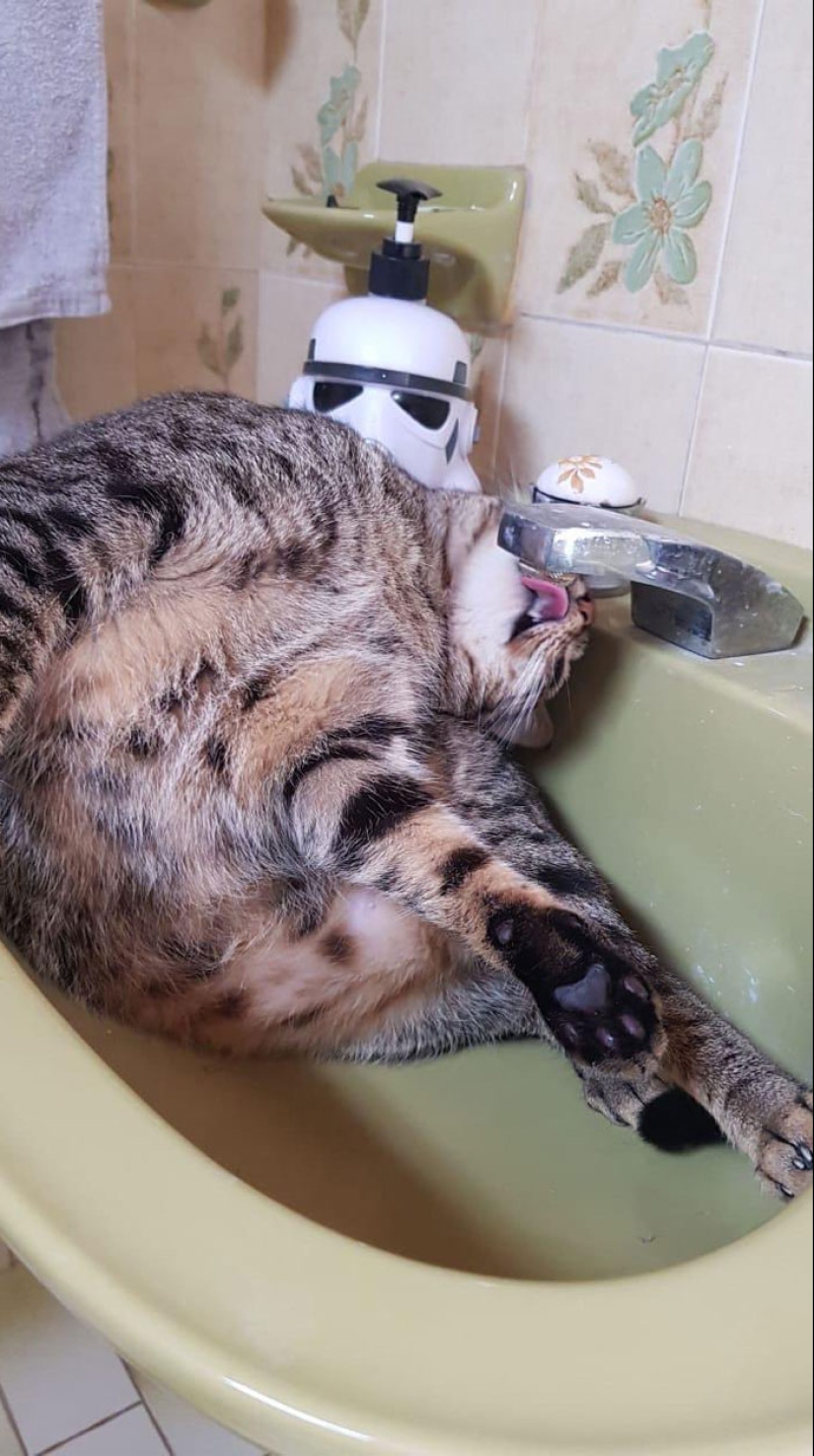 22 fotos hilarantes de gatos que se comportan bien, tan extraño 22 fotos hilarantes de gatos que se comportan bien, tan extraño