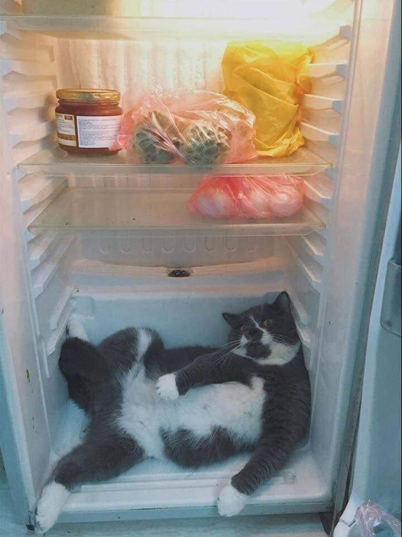 22 fotos hilarantes de gatos que se comportan bien, tan extraño 22 fotos hilarantes de gatos que se comportan bien, tan extraño