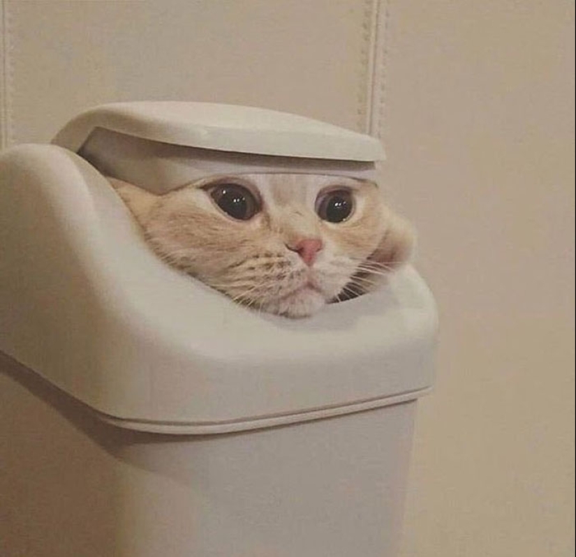 22 fotos hilarantes de gatos que se comportan bien, tan extraño 22 fotos hilarantes de gatos que se comportan bien, tan extraño