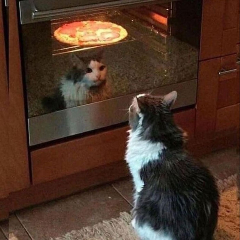 22 fotos hilarantes de gatos que se comportan bien, tan extraño 22 fotos hilarantes de gatos que se comportan bien, tan extraño