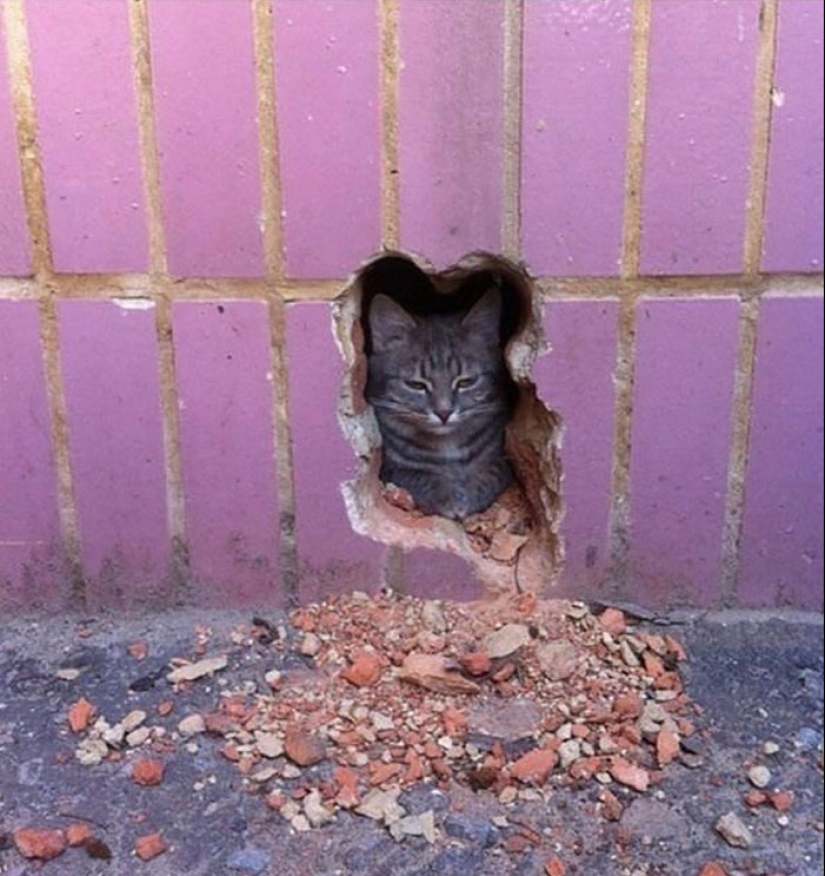 22 fotos hilarantes de gatos que se comportan bien, tan extraño 22 fotos hilarantes de gatos que se comportan bien, tan extraño